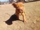American Pit Bull Terrier Puppies for sale in Flagstaff, AZ, USA. price: NA
