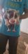 American Pit Bull Terrier Puppies for sale in 2572 Lenox Rd NE, Atlanta, GA 30324, USA. price: NA