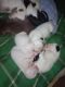 American Pit Bull Terrier Puppies for sale in Charlestown, IN 47111, USA. price: NA
