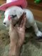American Pit Bull Terrier Puppies for sale in Sicklerville, NJ 08081, USA. price: $250