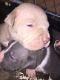 American Pit Bull Terrier Puppies for sale in Lodi, CA, USA. price: NA