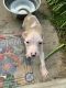 American Pit Bull Terrier Puppies for sale in Fairview, TN 37062, USA. price: NA