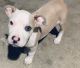American Pit Bull Terrier Puppies for sale in Fairview, TN 37062, USA. price: NA