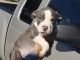 American Pit Bull Terrier Puppies for sale in Maricopa, AZ 85138, USA. price: NA