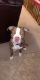 American Pit Bull Terrier Puppies for sale in Idaho Falls, ID 83406, USA. price: NA