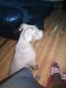 American Pit Bull Terrier Puppies for sale in Hudson, FL 34667, USA. price: NA
