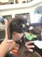 American Pit Bull Terrier Puppies for sale in Mesa, AZ, USA. price: $200