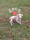 American Pit Bull Terrier Puppies for sale in Danville, VA, USA. price: $400