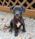 American Pit Bull Terrier Puppies for sale in Winchester, OH 45697, USA. price: NA