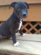 American Pit Bull Terrier Puppies for sale in Winchester, OH 45697, USA. price: NA