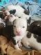American Pit Bull Terrier Puppies for sale in Jacksonville, NC 28540, USA. price: NA