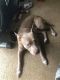 American Pit Bull Terrier Puppies for sale in IND HEAD PARK, IL 60525, USA. price: NA
