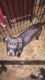 American Pit Bull Terrier Puppies for sale in Clifton Heights, PA 19018, USA. price: NA