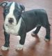 American Pit Bull Terrier Puppies for sale in Kokomo, IN, USA. price: NA