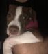 American Pit Bull Terrier Puppies for sale in Danbury, CT, USA. price: NA