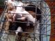 American Pit Bull Terrier Puppies for sale in Fort Wayne, IN, USA. price: $300
