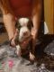 American Pit Bull Terrier Puppies for sale in Ireton, IA 51027, USA. price: NA