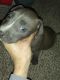 American Pit Bull Terrier Puppies for sale in Tulsa, OK, USA. price: NA