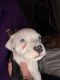 American Pit Bull Terrier Puppies for sale in Palm Bay, FL, USA. price: NA
