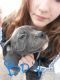 American Pit Bull Terrier Puppies for sale in Canton, OH, USA. price: $250