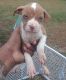American Pit Bull Terrier Puppies for sale in Kinston, NC, USA. price: $150