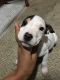 American Pit Bull Terrier Puppies for sale in Ithaca, NY, USA. price: NA