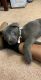 American Pit Bull Terrier Puppies for sale in Fayetteville, NC, USA. price: $500