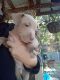American Pit Bull Terrier Puppies for sale in Lake Butler, FL 32054, USA. price: NA