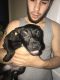 American Pit Bull Terrier Puppies for sale in 33 Patton Ave, Dayton, OH 45417, USA. price: NA