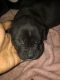 American Pit Bull Terrier Puppies for sale in Springfield, IL, USA. price: NA