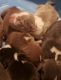 American Pit Bull Terrier Puppies for sale in Suffolk, VA, USA. price: $2,500