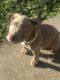 American Pit Bull Terrier Puppies for sale in Chicago, IL 60628, USA. price: NA