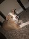 American Pit Bull Terrier Puppies for sale in Grand Prairie, TX, USA. price: NA