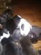 American Pit Bull Terrier Puppies for sale in 604 E Oak Ave, Cordele, GA 31015, USA. price: $150