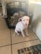 American Pit Bull Terrier Puppies for sale in Glendale, AZ, USA. price: NA