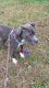 American Pit Bull Terrier Puppies for sale in Jackson, MS, USA. price: NA