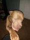 American Pit Bull Terrier Puppies for sale in 80 N Main St, Port Deposit, MD 21904, USA. price: NA