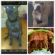 American Pit Bull Terrier Puppies for sale in Bloomington, IN, USA. price: NA
