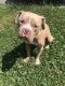 American Pit Bull Terrier Puppies for sale in PRNC FREDERCK, MD 20678, USA. price: NA