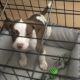 American Pit Bull Terrier Puppies for sale in Athens, GA, USA. price: NA