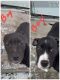 American Pit Bull Terrier Puppies for sale in Saginaw, MI, USA. price: $65