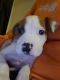American Pit Bull Terrier Puppies for sale in Taylor, MI 48180, USA. price: NA