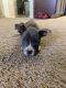 American Pit Bull Terrier Puppies for sale in Pinehurst, TX 77362, USA. price: NA
