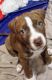 American Pit Bull Terrier Puppies for sale in 12715 Walker Rd, Leslie, MI 49251, USA. price: NA