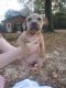 American Pit Bull Terrier Puppies for sale in Greenwell Springs, Central, LA 70739, USA. price: NA