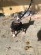 American Pit Bull Terrier Puppies for sale in San Jose, CA, USA. price: $1,400