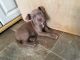 American Pit Bull Terrier Puppies for sale in Montevideo, MN 56265, USA. price: NA