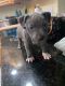 American Pit Bull Terrier Puppies for sale in Weeki Wachee, FL, USA. price: NA