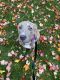 American Pit Bull Terrier Puppies for sale in Novi, MI, USA. price: NA