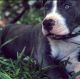 American Pit Bull Terrier Puppies for sale in Durham, NC, USA. price: $200